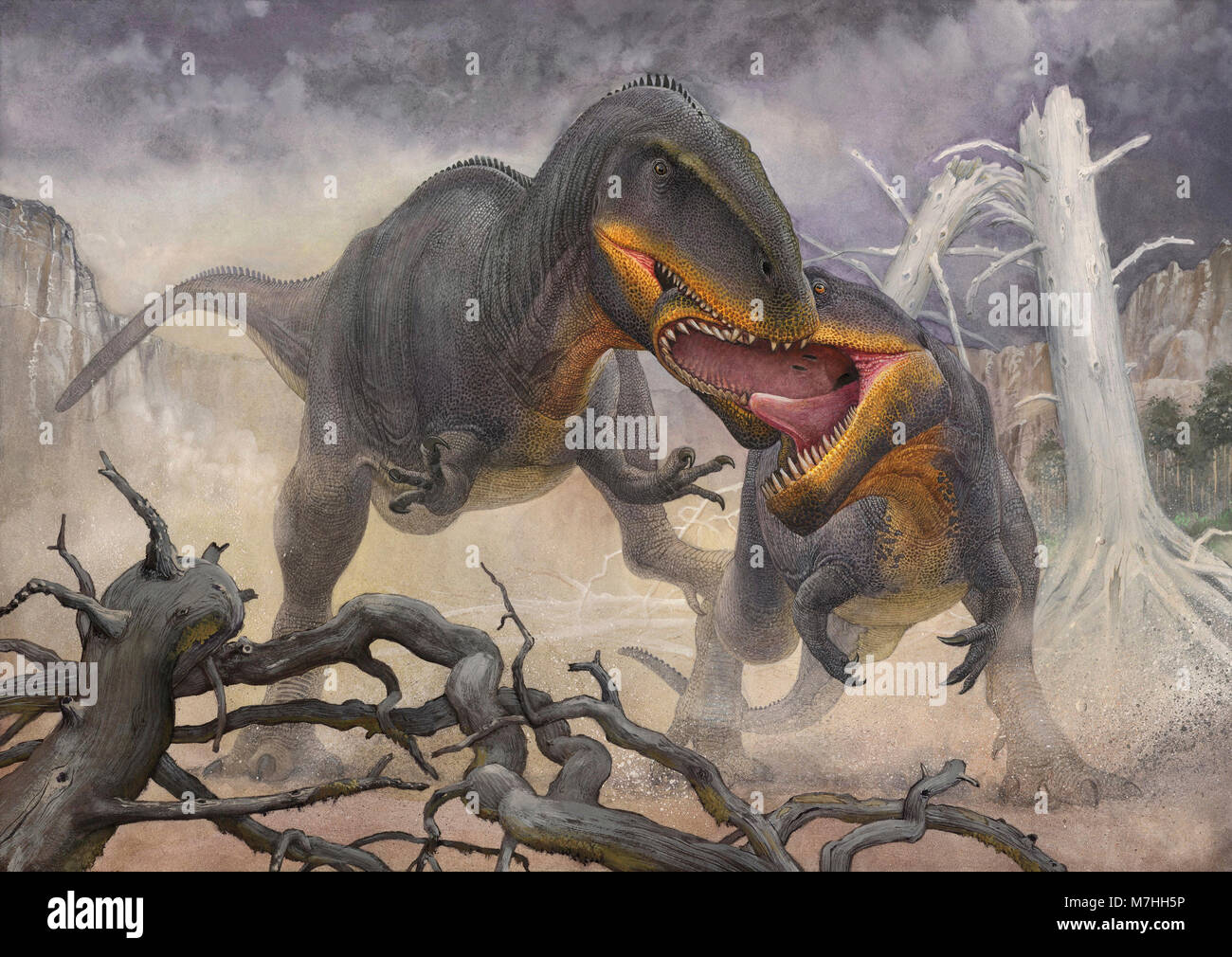 Una controversia territoriale tra una coppia di maschi Tyrannotitan dinosauri. Foto Stock