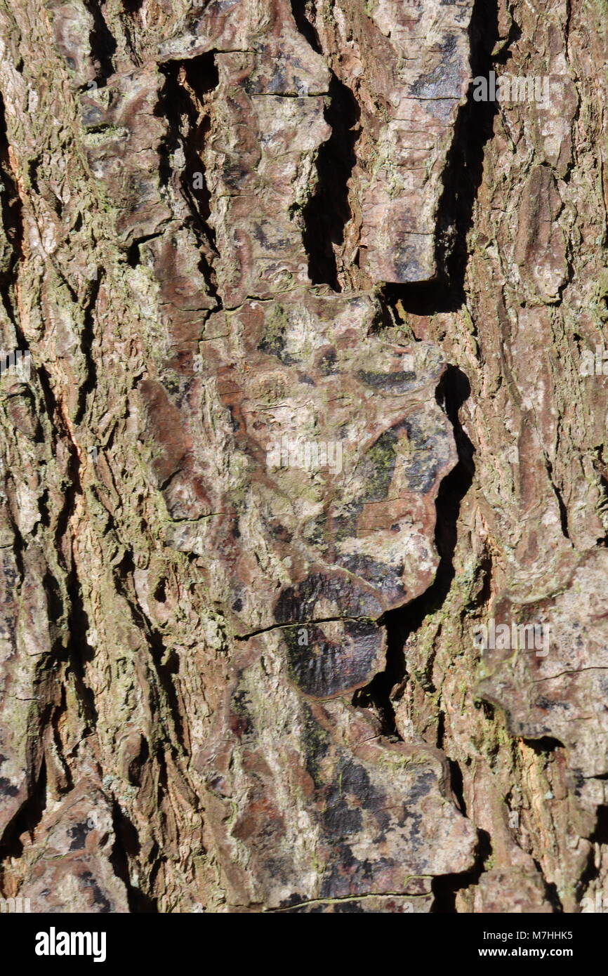 Close up di corteccia di albero Foto Stock