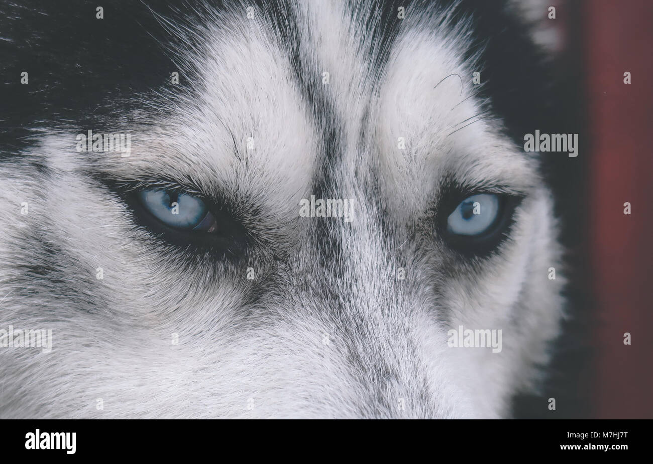 Husky occhi Foto Stock