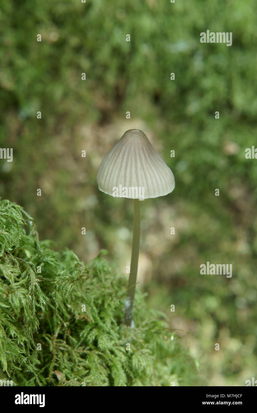 Corpo fruttifero di Mycena leptocephala nitroso (cofano) Foto Stock