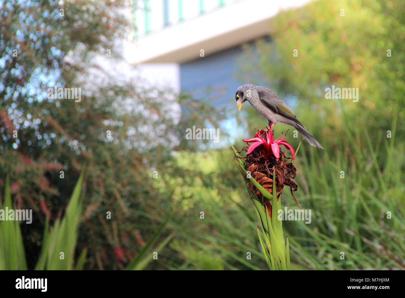 Gli uccelli di Australia Foto Stock