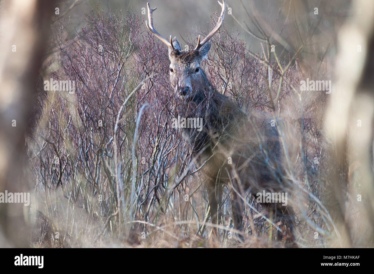 Maschio rosso cervo fotografato nel "Great Glen' di Glencoe il pomeriggio del 9 marzo del 2018 Foto Stock