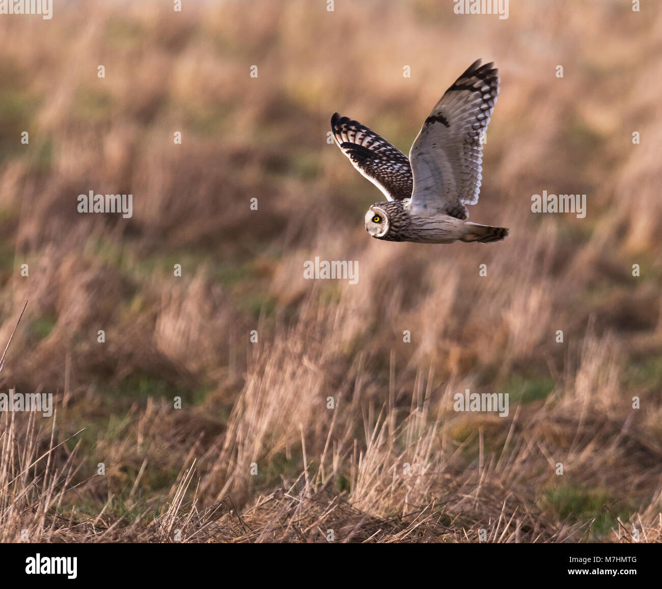 Un breve selvatici Eared gufo comune (asio flammeus) in volo in cerca di prede oltre Gloucestershire praterie Foto Stock