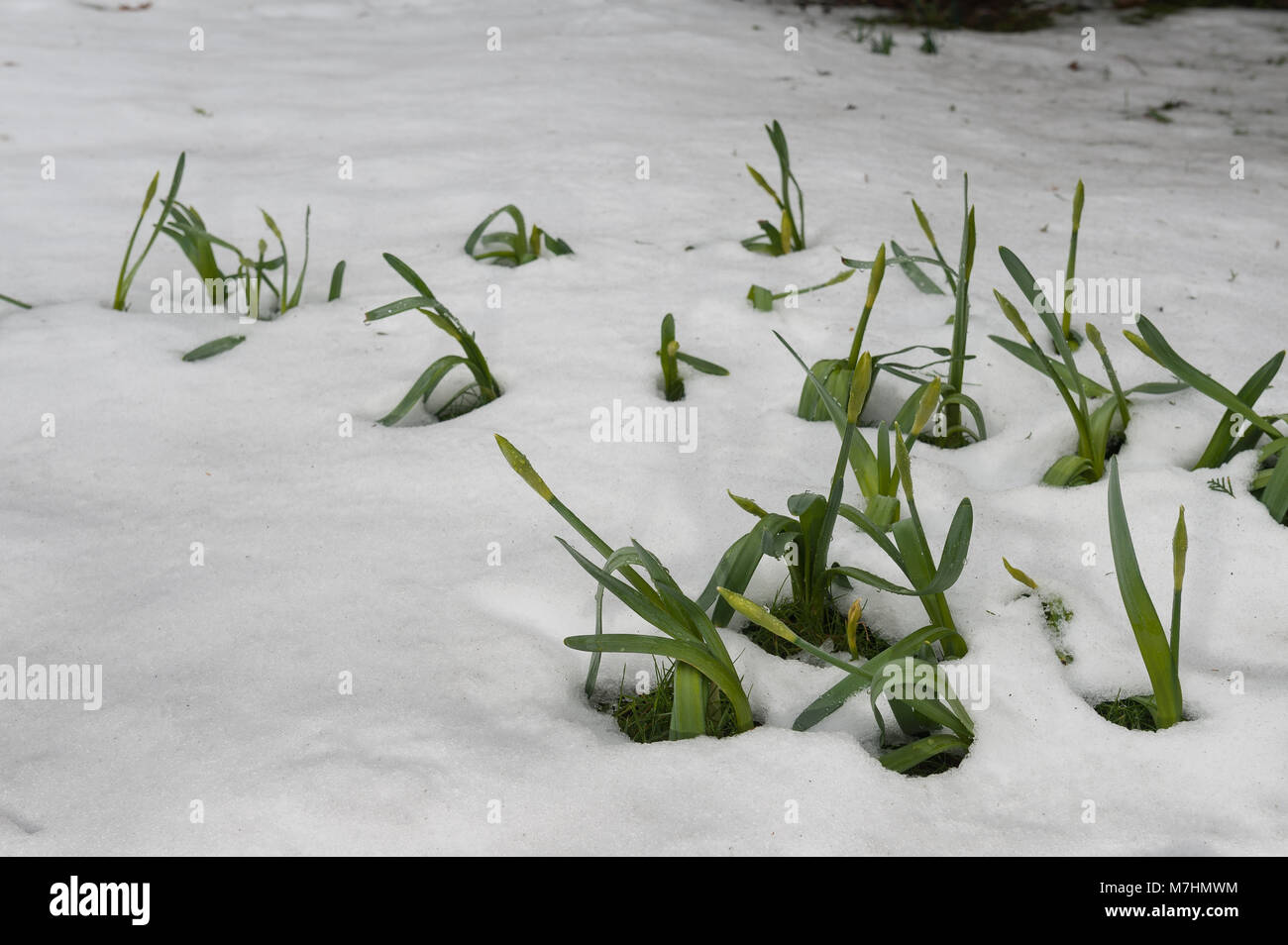 Nascosta al di sotto di oltre 40cm di neve per una settimana di neve di fusione è di rivelare la molla narcisi che devono ancora recuperare essendo stata piegata dal peso di nevicata Foto Stock