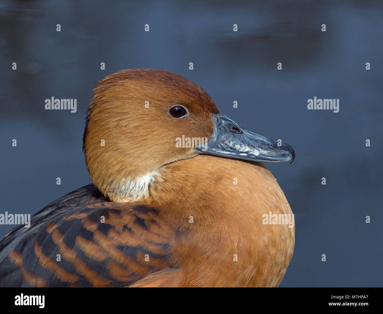 Struttura Fulvous duck Dendrocygna bicolor Foto Stock