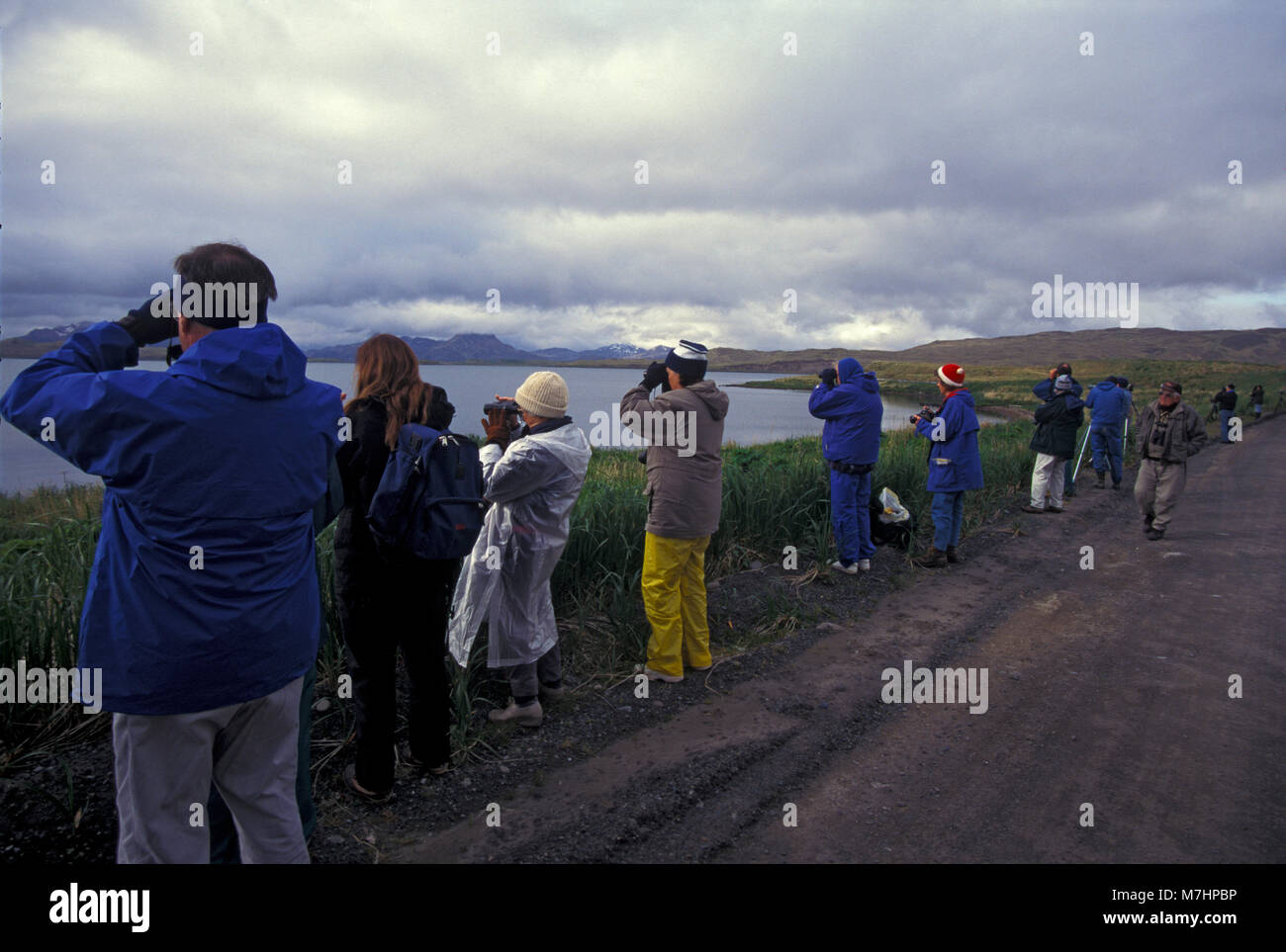 Birders su Adak Island Isole Aleutine Archapelago, Alaska Giugno Foto Stock