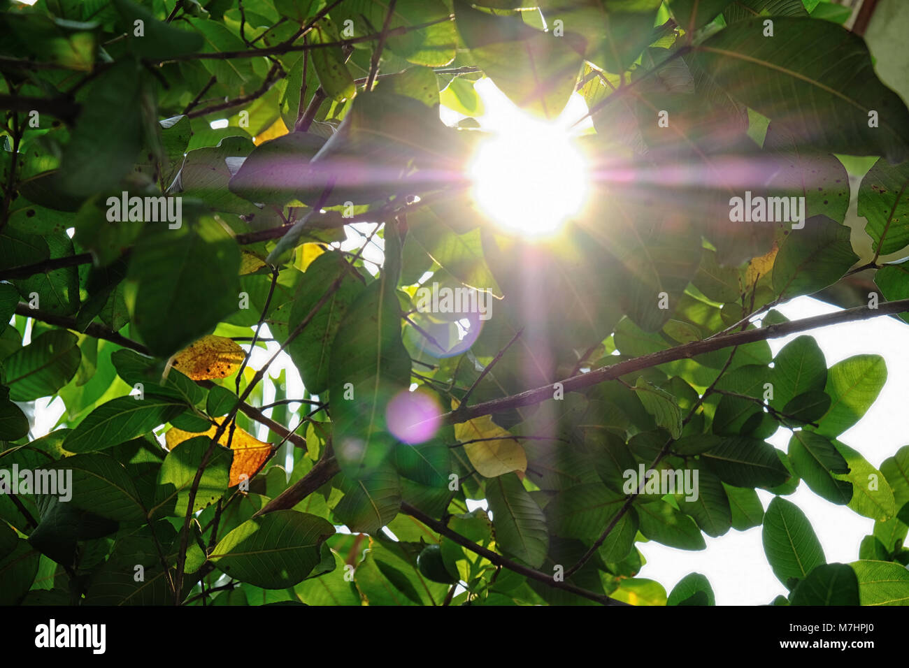 La luminosa luce del sole attraverso foglie verdi in estate calda Foto Stock