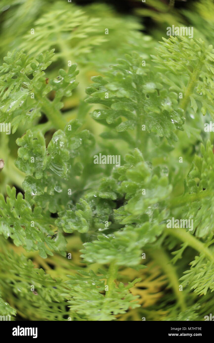 Abstract - fisheye del giardino alberato pianta durante le precipitazioni Foto Stock