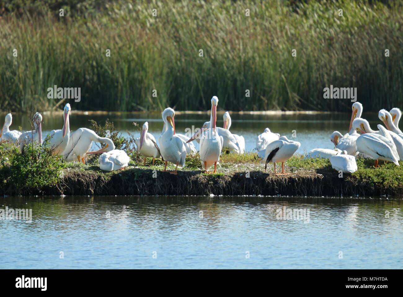 Pellicani bianchi seduta sull isola in zone umide Foto Stock