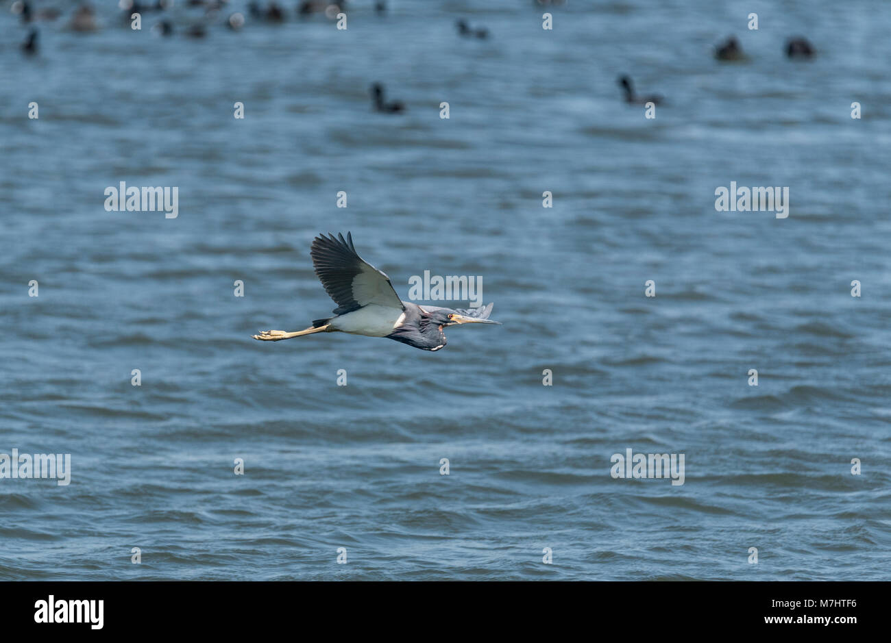 Flying tricolore Heron (Egretta tricolore) Foto Stock