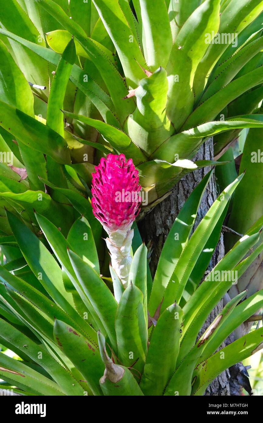 Testudo Quesnelia, un bromeliad endemico della foresta atlantica del Brasile Foto Stock
