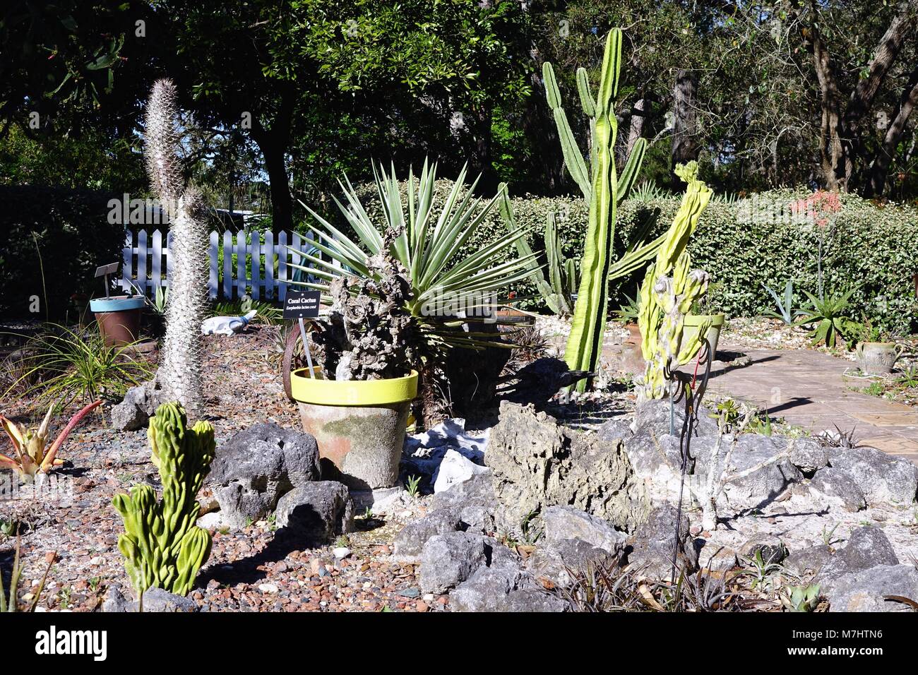 Deserto scape giardino, Costa Natura Giardini Botanici, Spring Hill, Florida Foto Stock