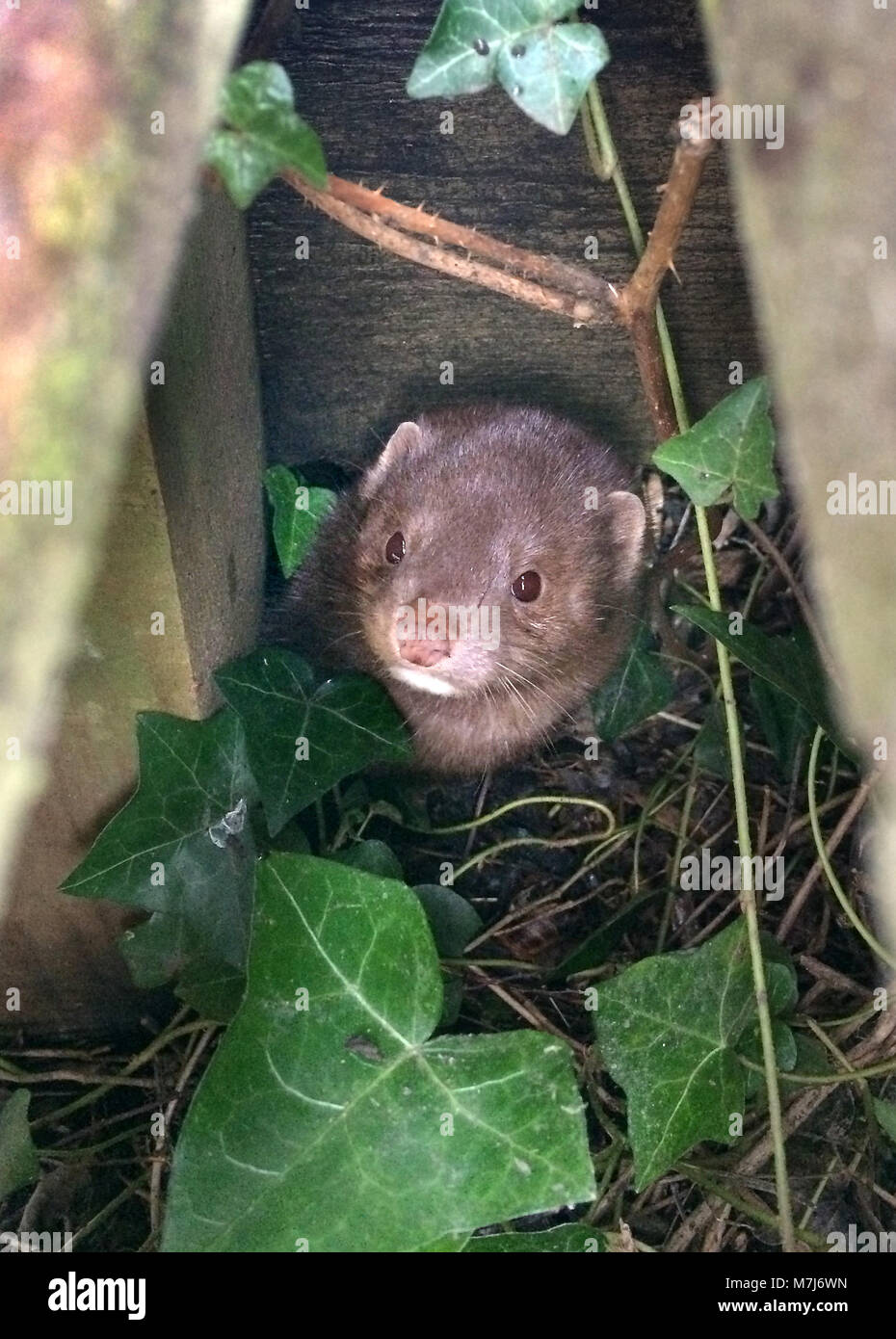 Mature, East Sussex, Regno Unito. 11 marzo, 2018. Una visone si nasconde sotto una passerella di legno nella campagna del Sussex. Le specie invasive ha avuto un impatto significativo su animali nativi che dopo che migliaia di persone sono state rilasciate dal maldestro animale attivisti di liberazione negli ultimi decenni. © Peter Cripps/Alamy Live News. Foto Stock