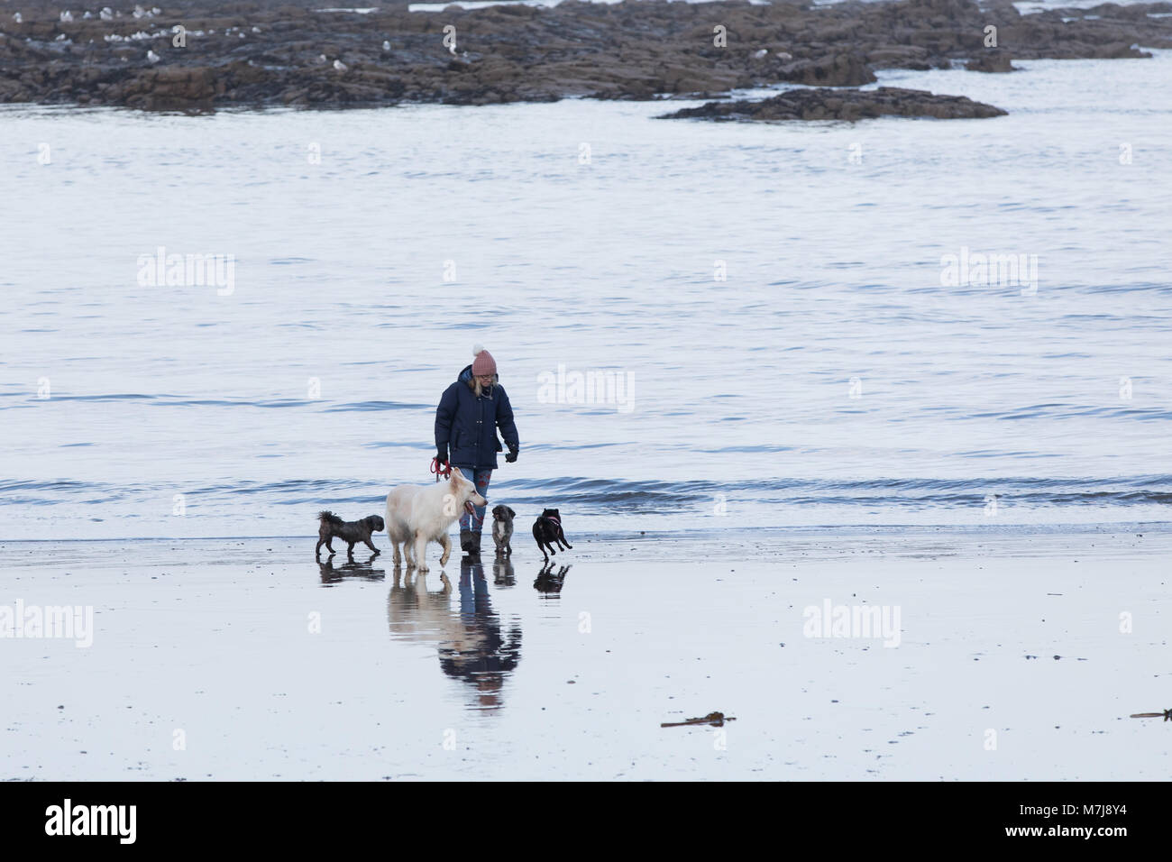 North Bay, Scarborough, North Yorkshire, Regno Unito. Domenica 11 Marzo 2018. La gente a piedi lungo North Bay beach con il Castello di Scarborough in background durante una chiara ma nebbioso pomeriggio a Scarborough. Credito: James Wilson/Alamy Live News Foto Stock