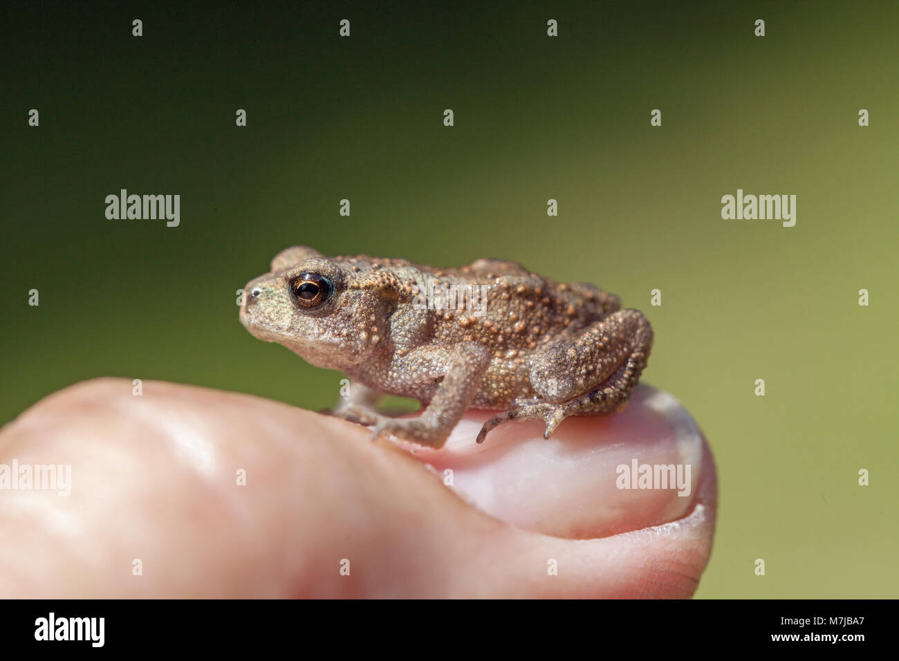 Il rospo comune Bufo bufo. Recentemente metamorfosati di giovani toadlet, seduto su un uomo di pollice unghie. Una delle molte passeggiate a piedi su un prato dopo aver lasciato il suo inizio li Foto Stock
