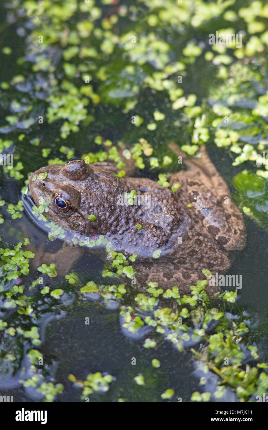 Rana di palude (Pelophylax ridibundus). Femmina adulta. Kent. In Inghilterra. Regno Unito. Foto Stock