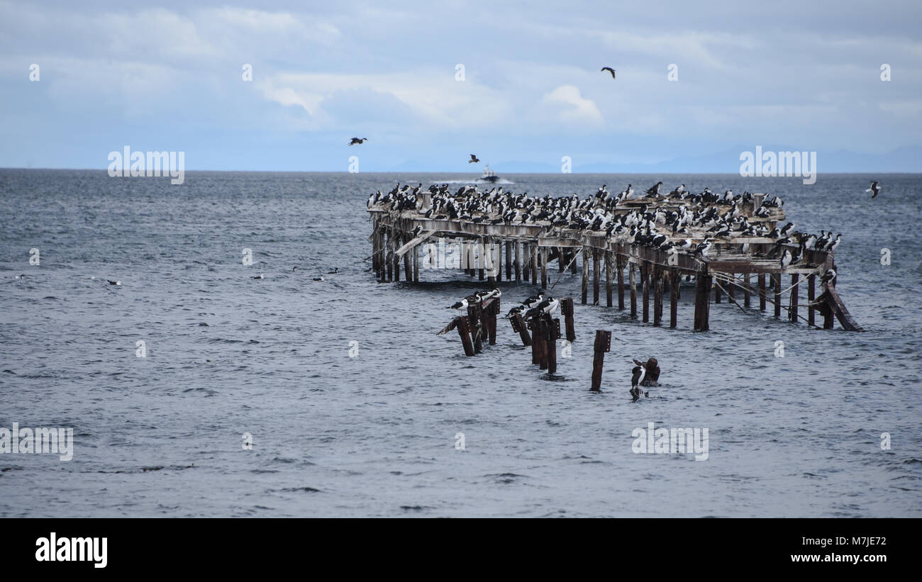 Cormorani raccogliere sul molo vecchio sullo Stretto di Magellano, Punta Arenas, Cile Foto Stock