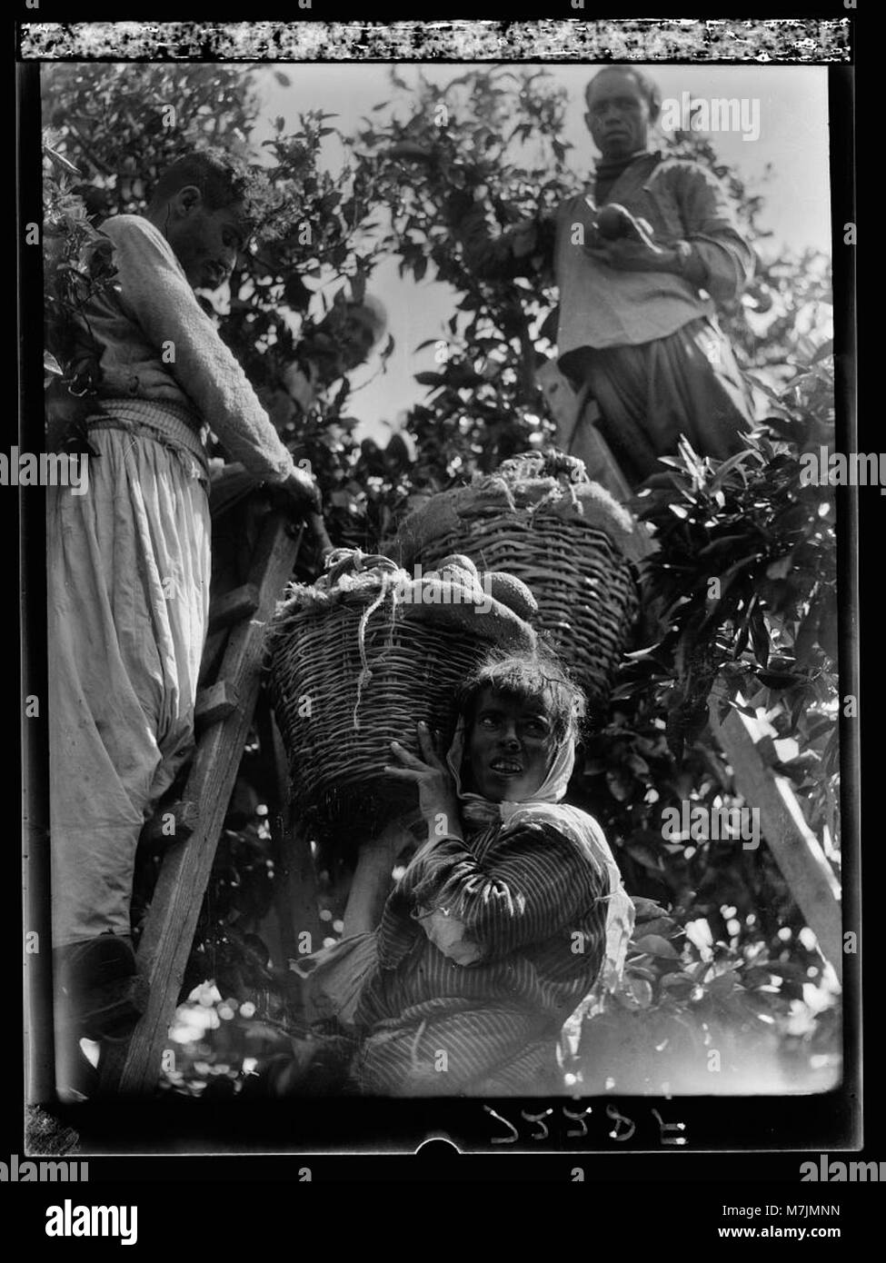 Un gruppo di persone che raccolgono frutti da un albero, mostrando un'attività agricola comune. Questa immagine evidenzia il lavoro manuale e il lavoro stagionale associato alla raccolta della frutta nelle aree rurali. Foto Stock