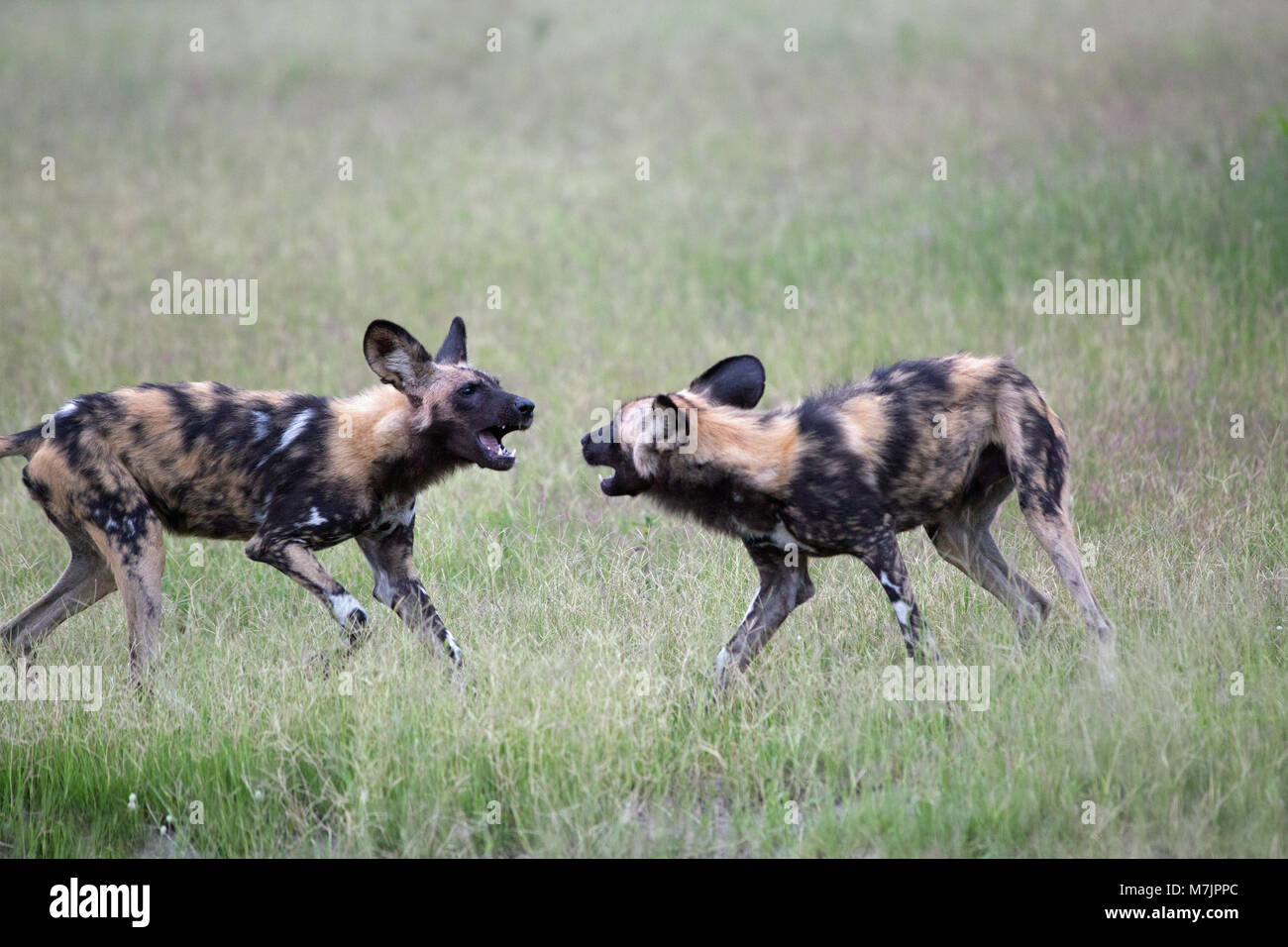 African Hunting Dog, African cane selvatico, o dipinto di cane (Lycaon pictus). Okavango Delta. Il Botswana. L'Africa. Controversia. Foto Stock