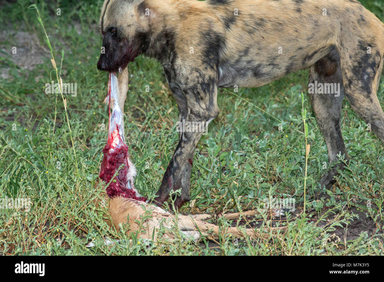 African Hunting Dog, o africano cane selvatico africano o verniciato o cane lupo verniciata (Lycaon pictus). Foto Stock