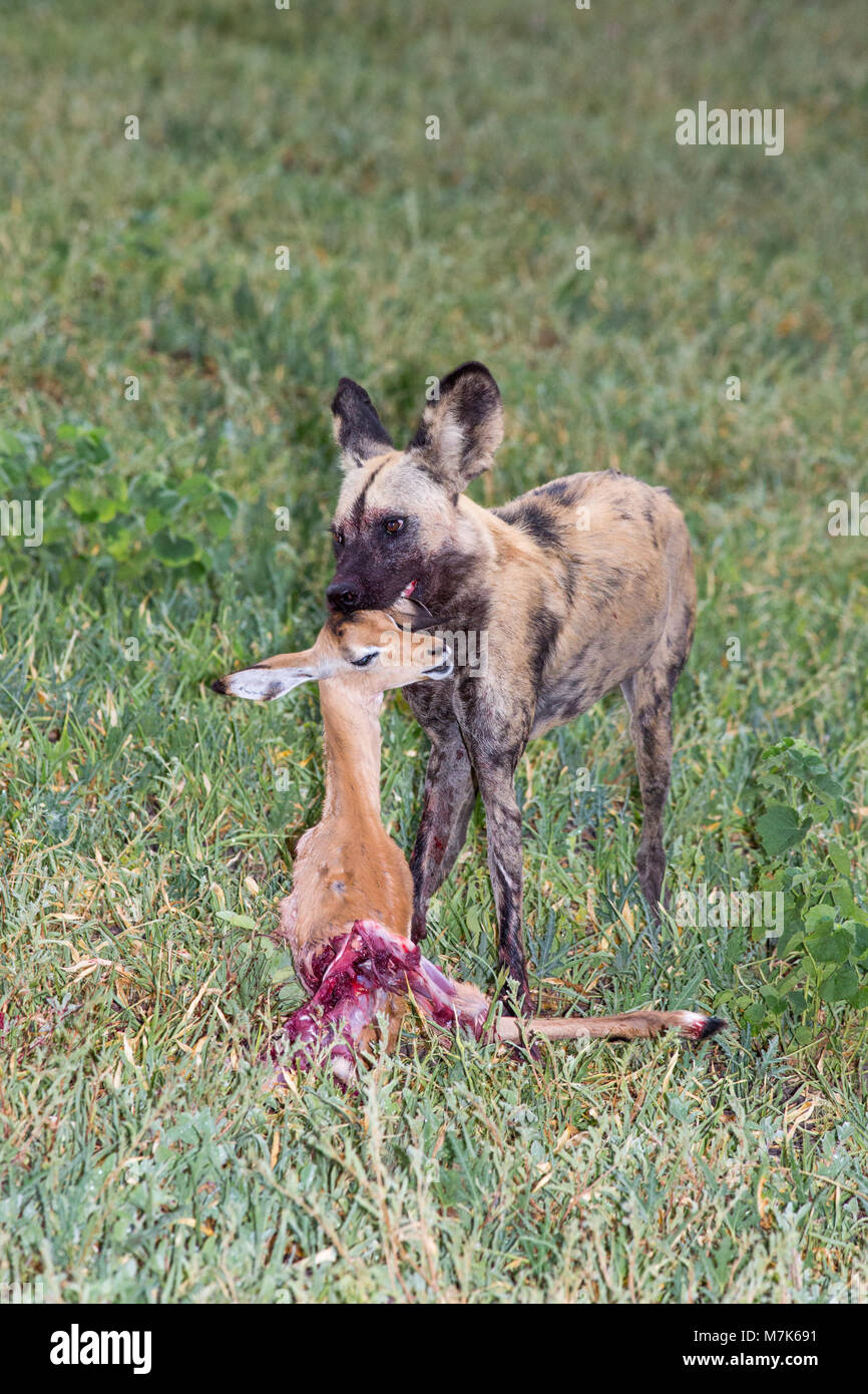 African Wild Dog (Lycaon pictus), con appena ucciso Impala (Aepyceros melampus). Estremità posteriore già parzialmente consumato. Foto Stock