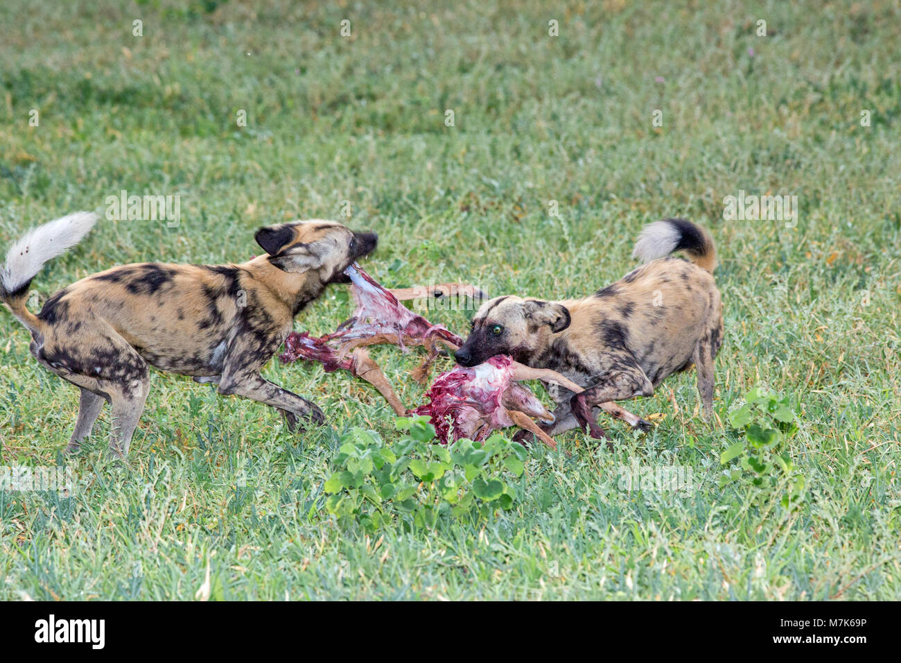 Selvatico Africano Cani da Caccia (Lycaon pictus). Pacco da due membri strappo appena ucciso Impala (Aepyceros melampus). I gemelli la concorrenza per la scelta di parti. Foto Stock