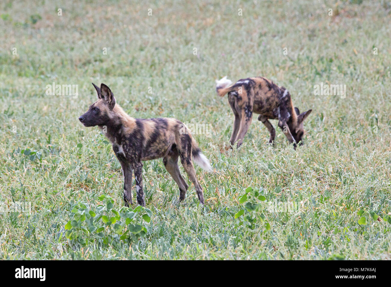 African Hunting Dog, African cane selvatico, o verniciato cani (Lycaon pictus). Due di un pacco posizionarsi pronto per fare un improvviso frettoloso, esplosivo b Foto Stock