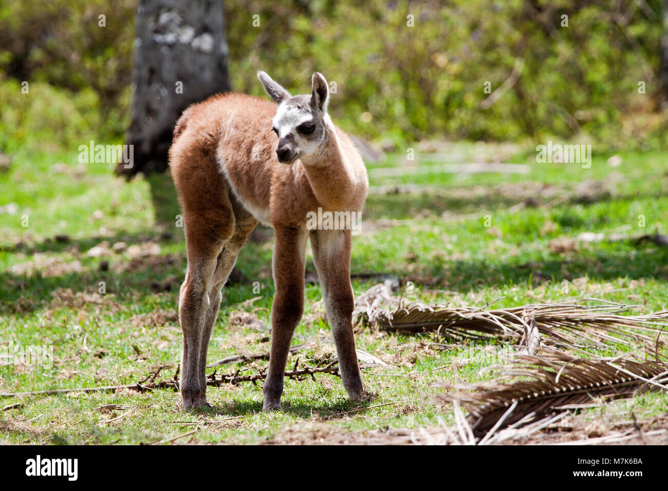 Baby alpaca, Vicugna pacos, appena dieci giorni di età. L'alpaca è una specie animali domestiche di South American camelid. Assomiglia ad un piccolo llama in appearanc Foto Stock