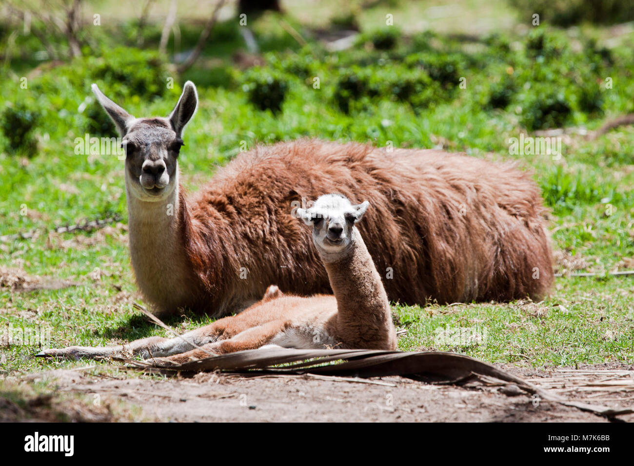 La madre e il bambino alpaca, Vicugna pacos, appena dieci giorni di età. L'alpaca è una specie animali domestiche di South American camelid. Assomiglia ad un piccolo llama Foto Stock