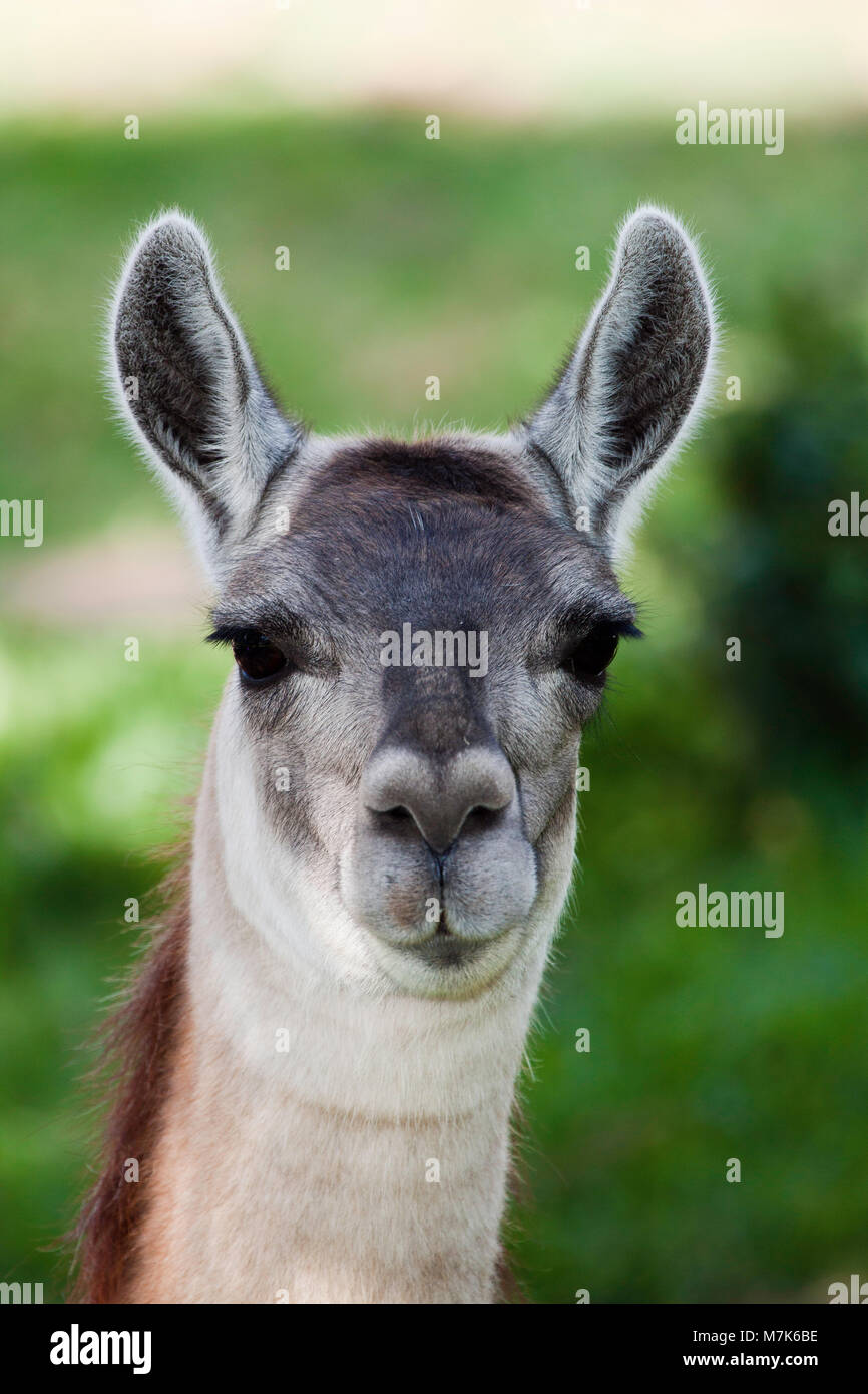 Una femmina adulta alpaca, Vicugna pacos. L'alpaca è una specie animali domestiche di South American camelid. Assomiglia ad un piccolo llama in apparenza. Otava Foto Stock