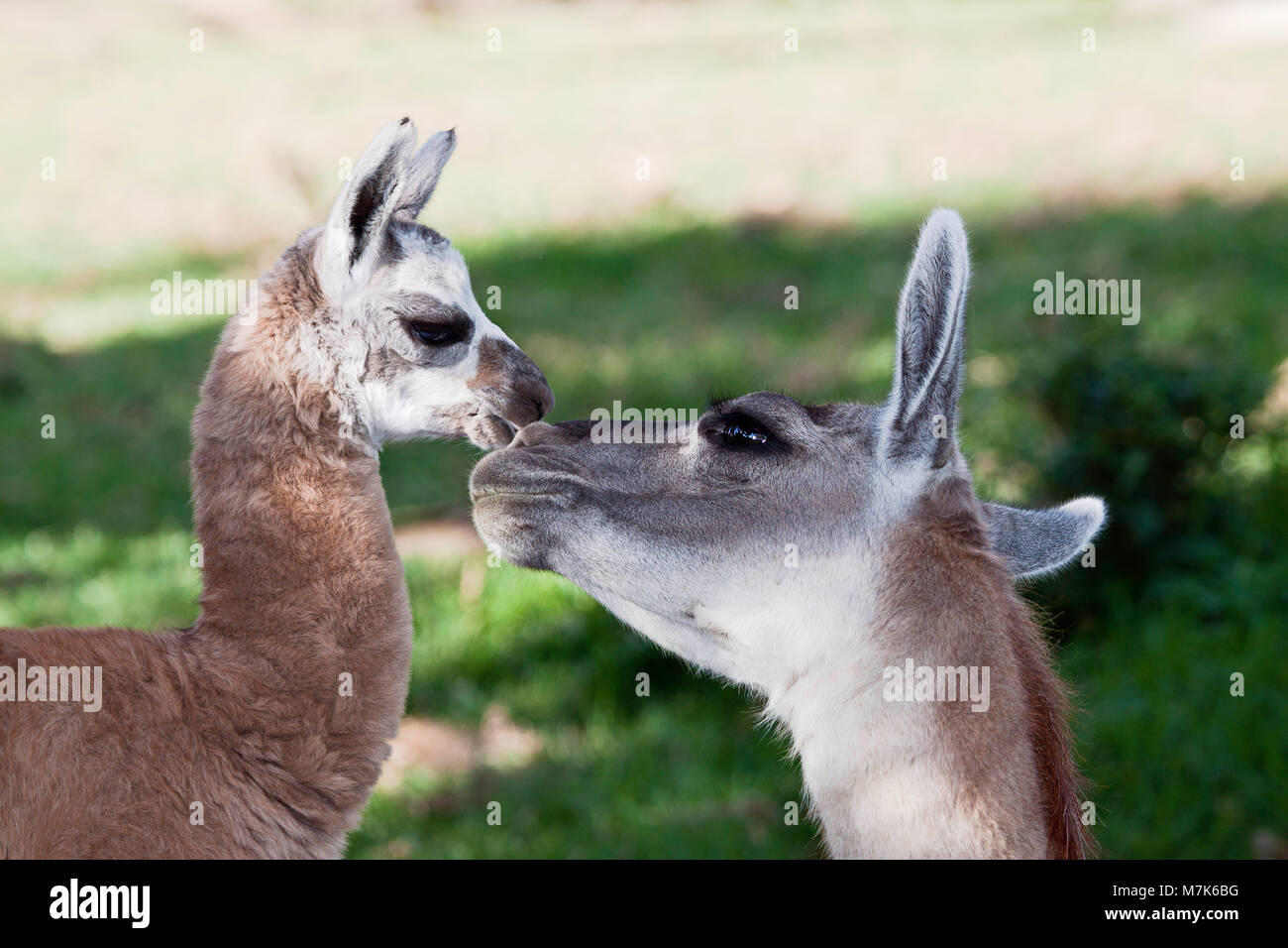 La madre e il neonato alpaca, Vicugna pacos, appena dieci giorni di età. L'alpaca è una specie animali domestiche di South American camelid. Assomiglia ad un sm Foto Stock