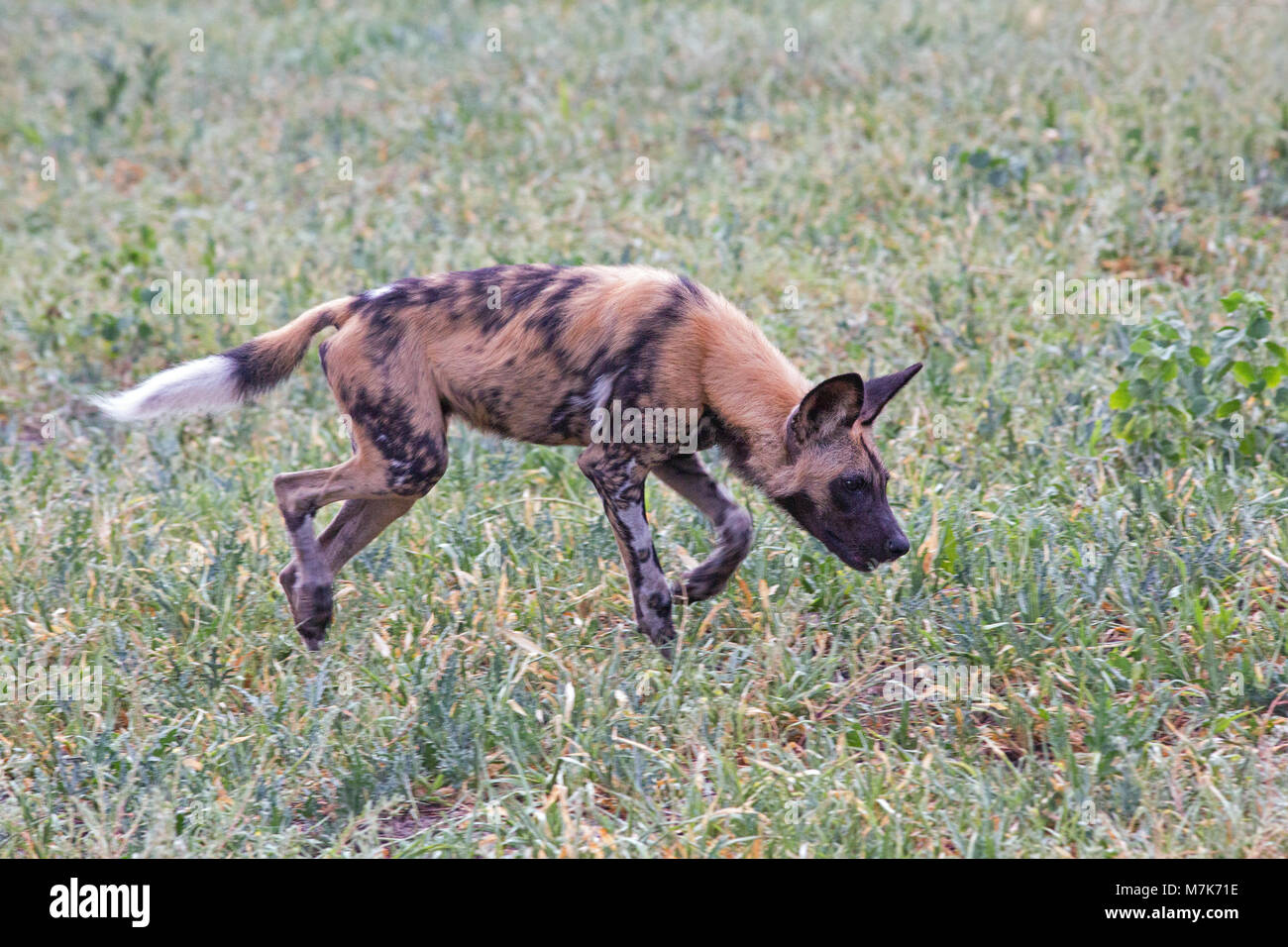 African Hunting Dog, African cane selvatico, o verniciato cani (Lycaon pictus). Uno di un pacco posizionarsi pronto per fare un improvviso, Hasty, esplosive Foto Stock