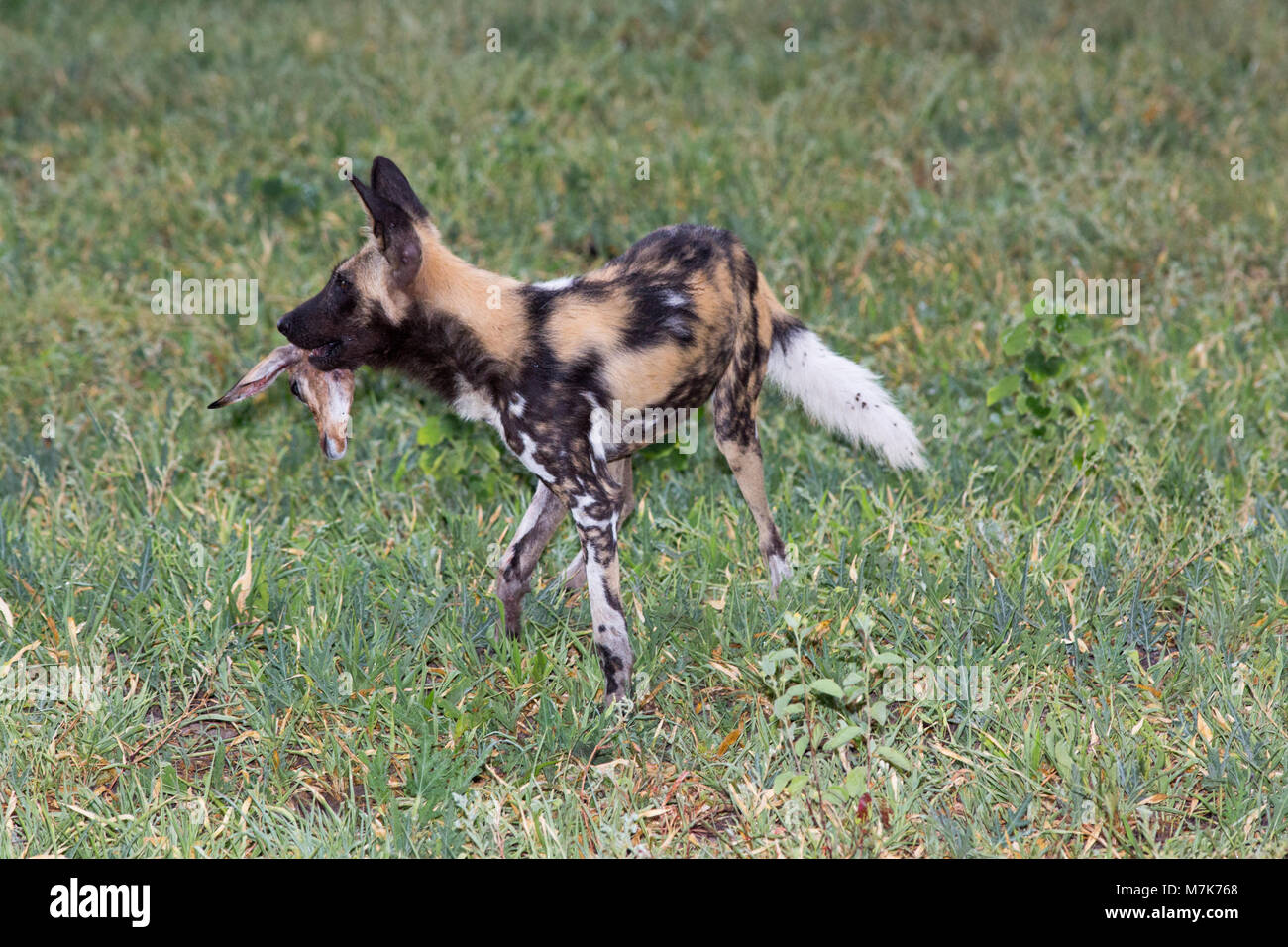 African Hunting Dog, African cane selvatico, o cane dipinti o verniciati Wolf, (Lycaon pictus). Membro più giovane del pacco a sinistra con la testa del ucciso I Foto Stock