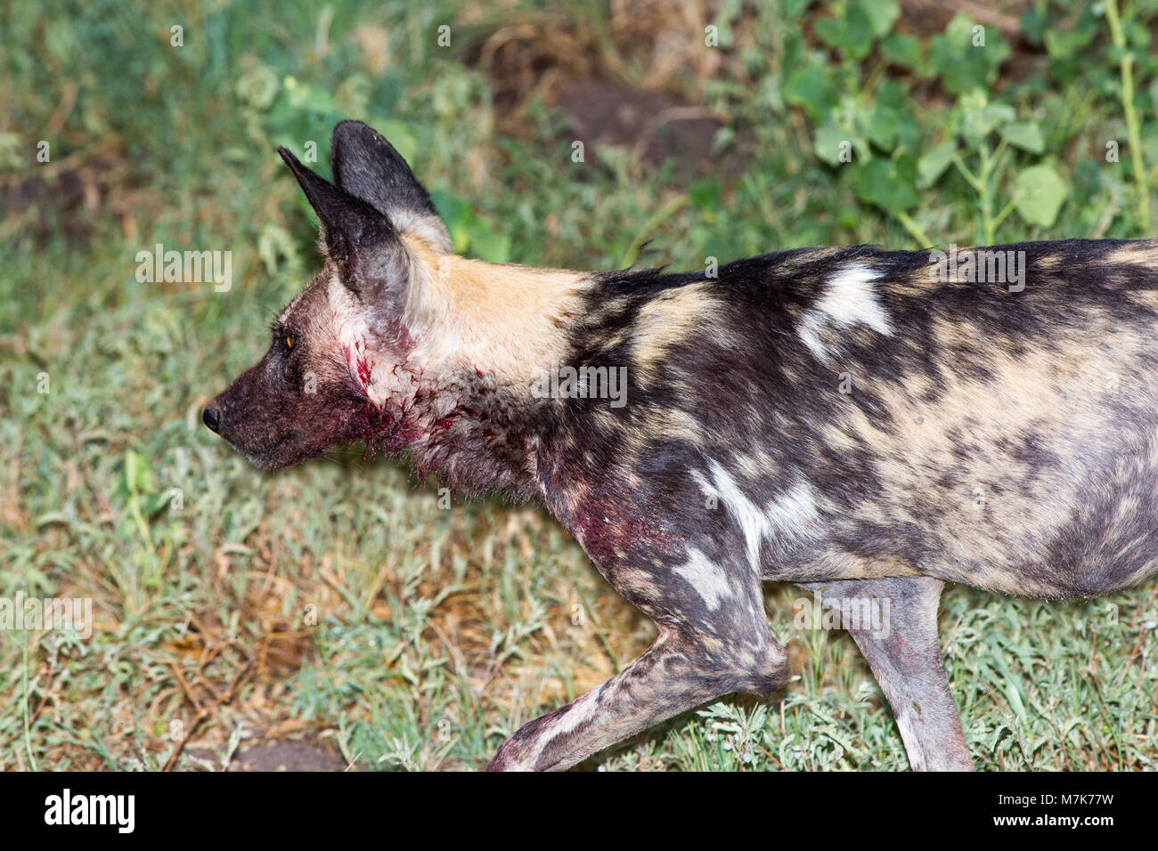African Hunting Dog, African cane selvatico, o cane dipinti o verniciati Wolf, (Lycaon pictus). Ritorno dopo il successo della caccia, coperto con la colorazione del sangue Foto Stock