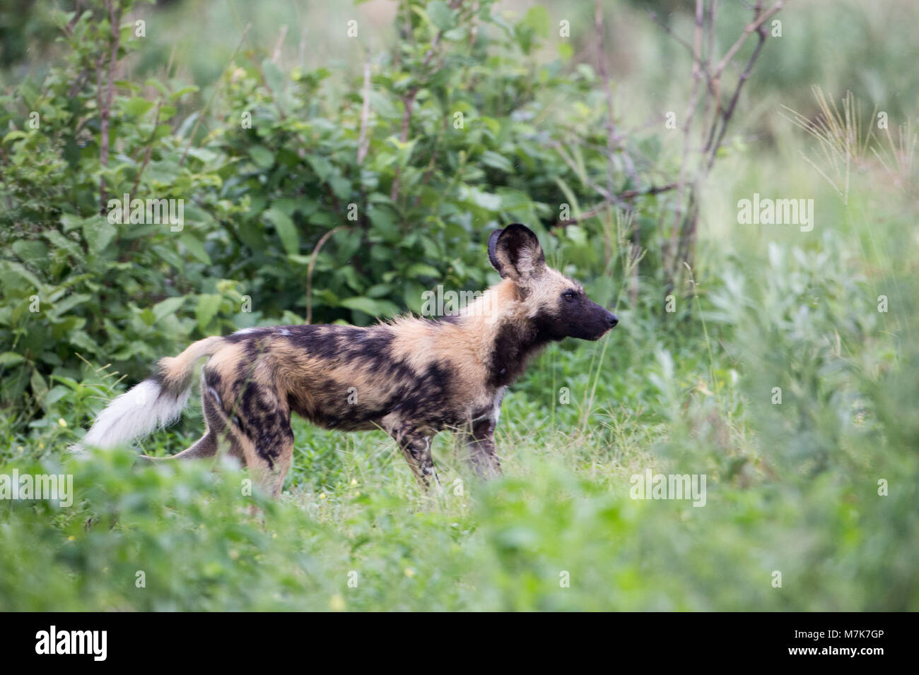 African Hunting Dog, African cane selvatico, o verniciato cani (Lycaon pictus). Uno di un pacco posizionarsi pronto per fare un improvviso, Hasty, esplosive Foto Stock