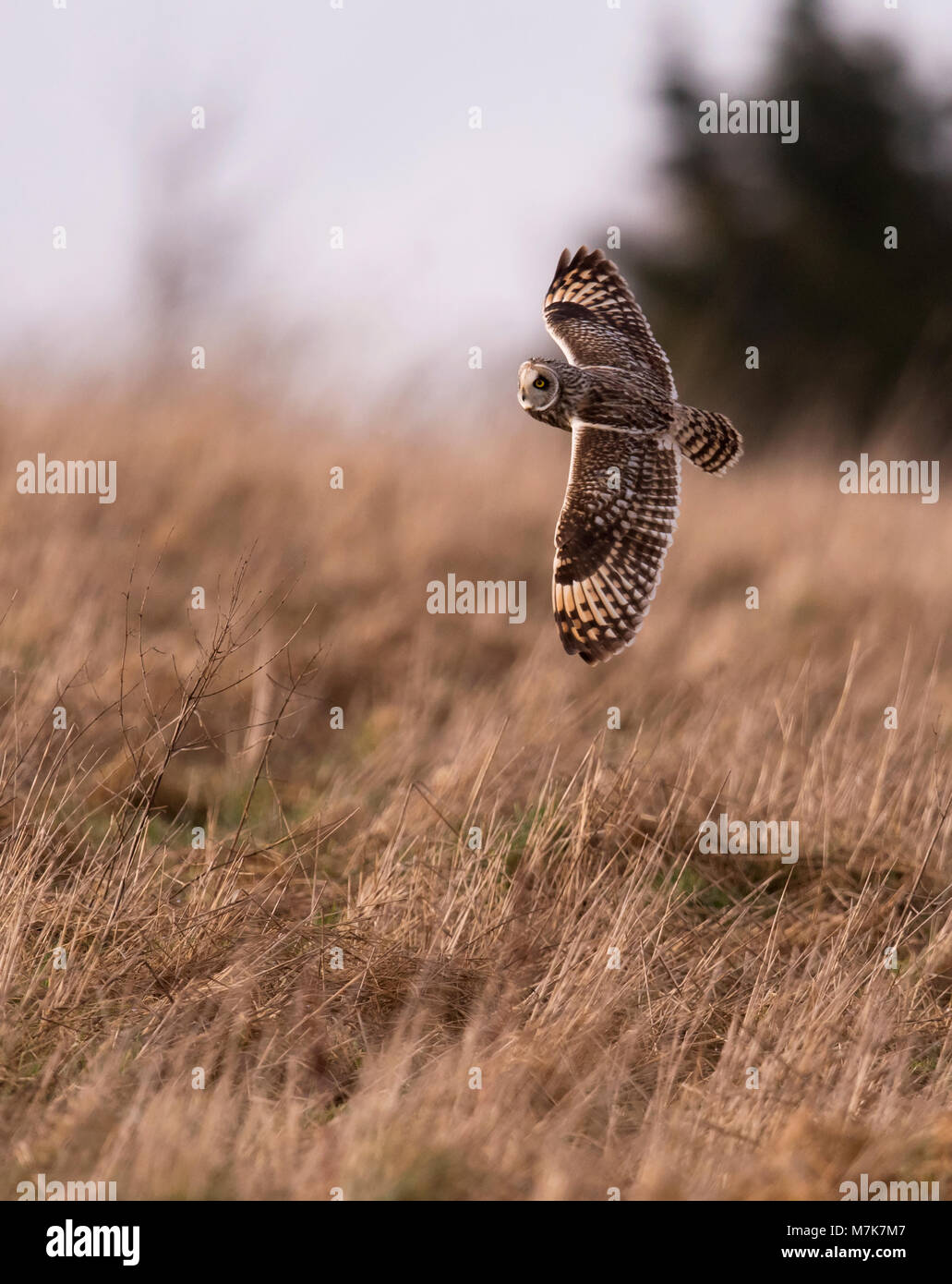 Un breve selvatici Eared gufo comune (asio flammeus) in volo in cerca di prede oltre Gloucestershire praterie Foto Stock