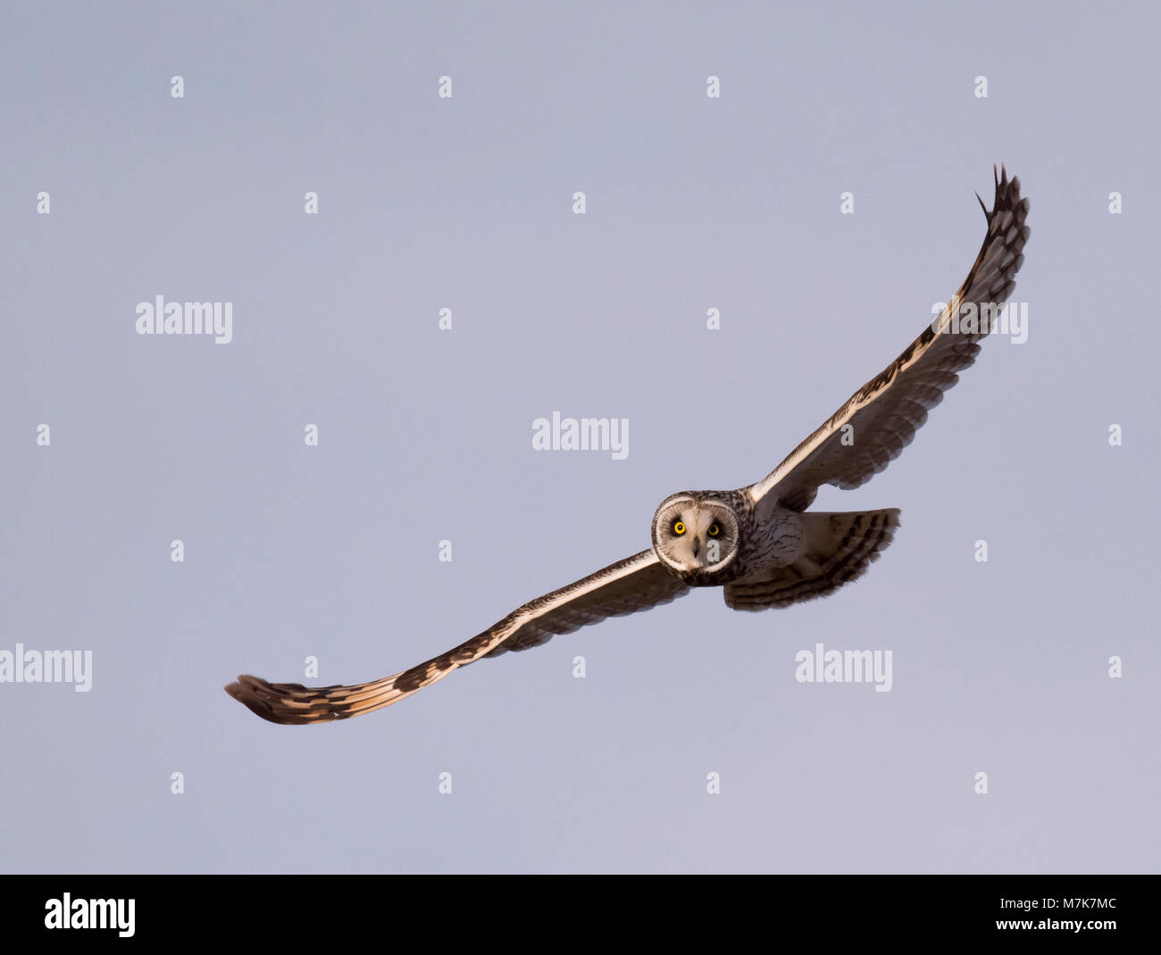 Un breve selvatici Eared gufo comune (asio flammeus) in volo guardando dritto verso la fotocamera, Gloucestershire Foto Stock