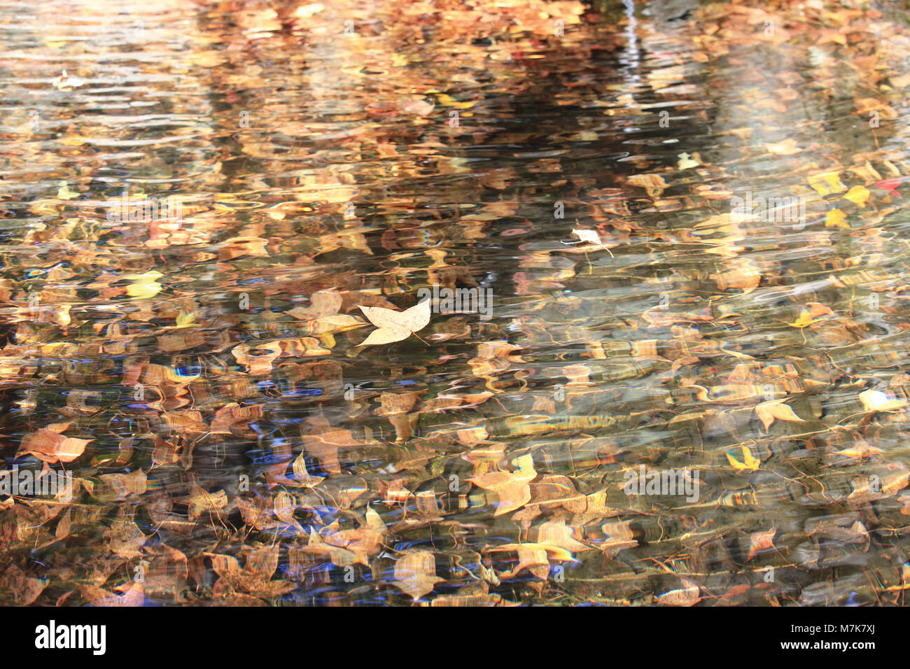 La caduta foglie di autunno di colori diversi in parte recante sulla superficie dello stagno e parzialmente affondato e posa sotto l'acqua. Foto Stock