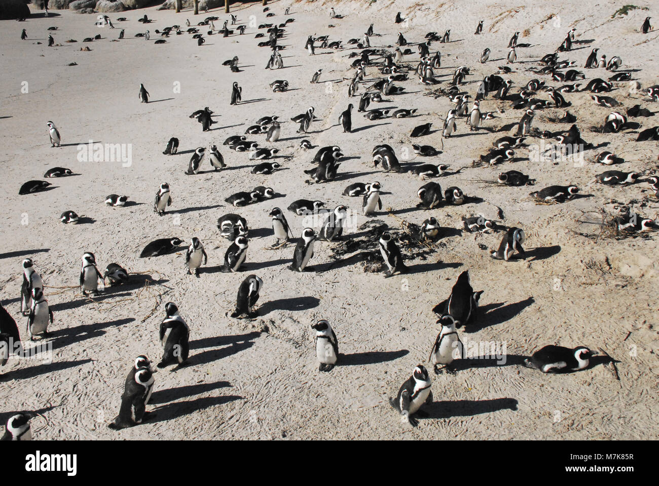 I Penguins africani sulla nidificazione l ampia spiaggia nella città di Simon, Sud Africa Foto Stock