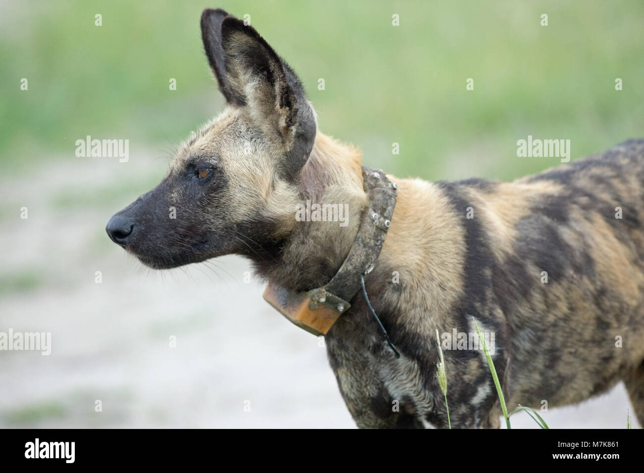 African Hunting Dog (Lycaon pictus). Animale con montato il tracciamento radio collare. Essendo seguita in Moremi Parco Nazionale. Okavango Delta. Il Botswana. Foto Stock