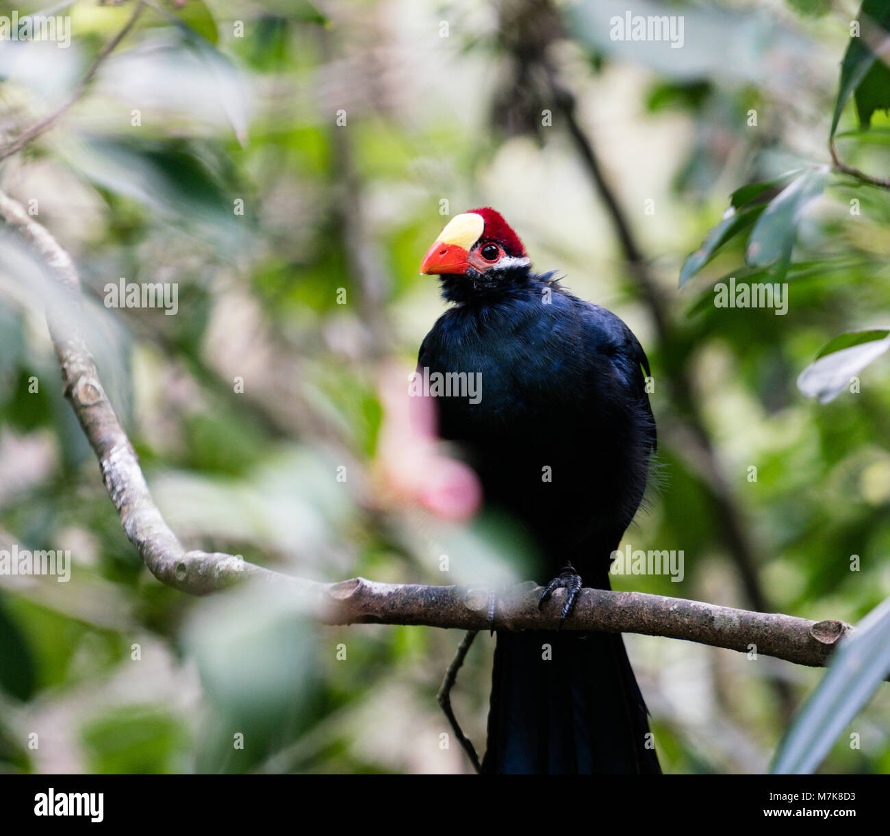 Grandi's Turaco violetto o violaceo piantaggine eater african bird arroccato in una struttura ad albero Foto Stock