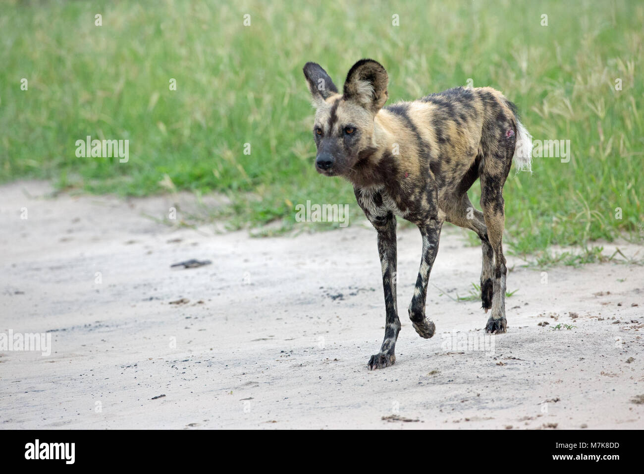 African Hunting Dog, African cane selvatico, o cane dipinti o verniciati Wolf, (Lycaon pictus). Membro del Pack stesso posizionamento verso il coperchio bush prima di chase Foto Stock
