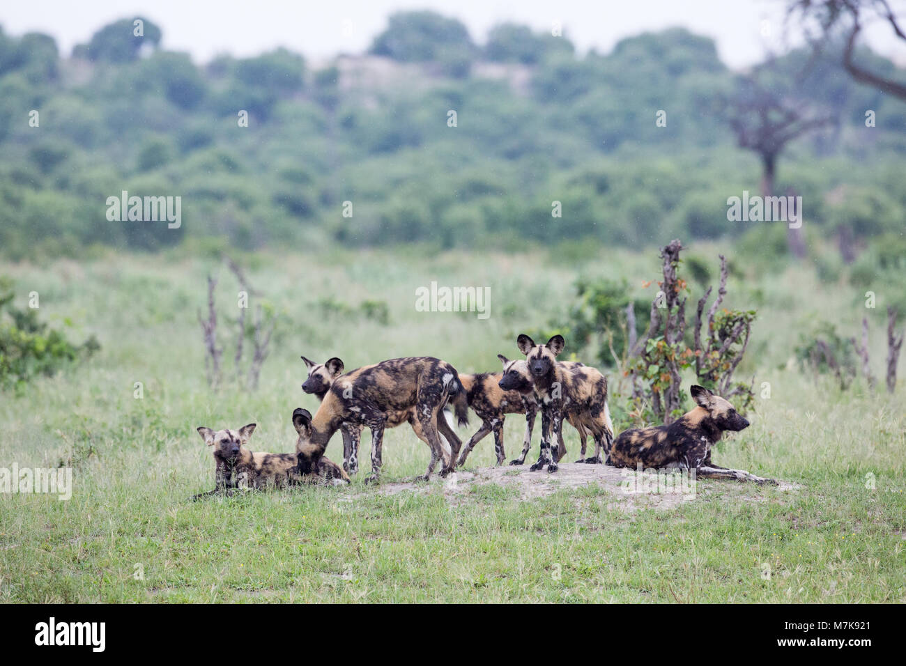 African Hunting Dog (Lycaon pictus), cresciuto family pack di sette. In attesa di decisione di spostare su off e la ricerca per la probabile preda animale. In appoggio su di una bassa mou Foto Stock