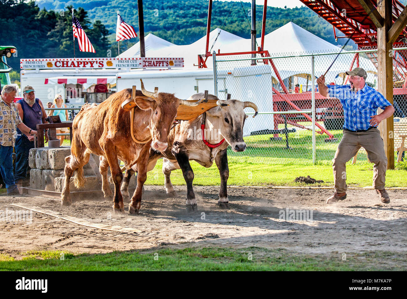 Un buoi teamster sprona il suo progetto di buoi nel team di bue tirando concorso presso il 2014 Connecticut Valley Fair tenutasi a Bradford, VT, Stati Uniti d'America fiera. Foto Stock