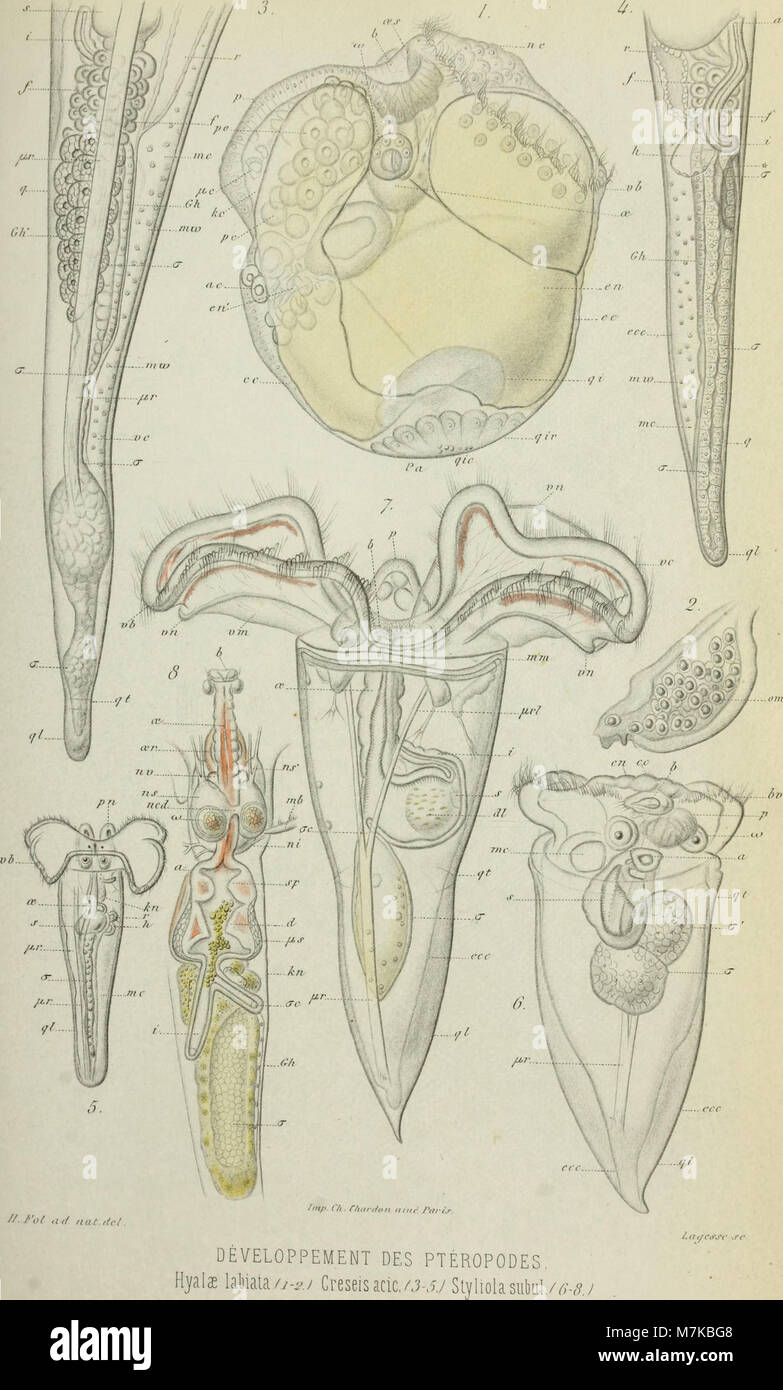 Archives de zoologie expérimentale et générale (1875) (20331162391) Foto Stock