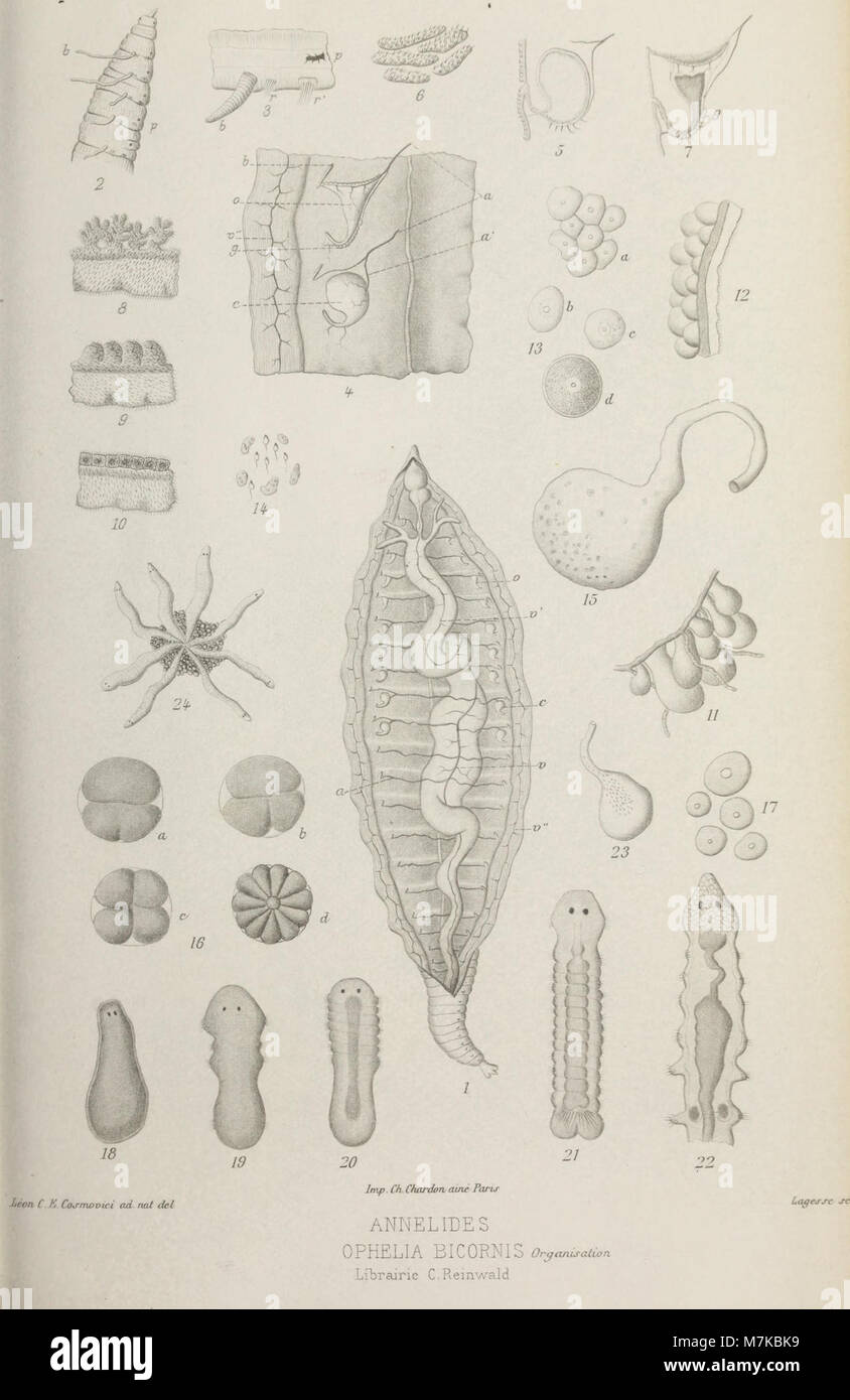 Il volume del 1879 di "Archives de zoologie expérimentale et générale" compila i primi studi zoologici francesi, concentrandosi sull'anatomia, l'embriologia e la sperimentazione fisiologica. Foto Stock