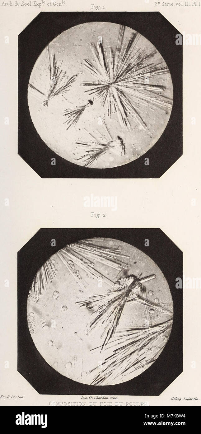 L'edizione 1885 di "Archives de zoologie expérimentale et générale" presenta una ricerca sull'anatomia zoologica e la sperimentazione biologica condotta da scienziati europei. Foto Stock