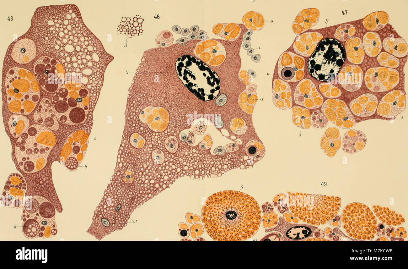 Questa pubblicazione del 1910 dell'Archives of Experimental and General Zoology offre approfondimenti scientifici nel campo della zoologia, concentrandosi su metodologie sperimentali e studi biologici generali. Foto Stock