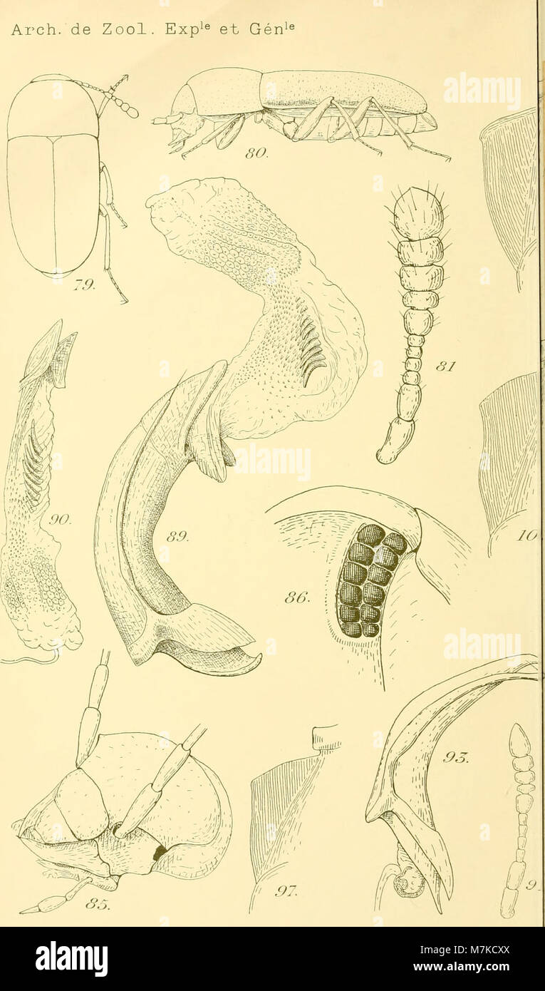 Il numero 1911 di Archives de zoologie expérimentale et générale comprende studi di sperimentazione zoologica, anatomia animale, fisiologia e biologia comportamentale da parte di importanti ricercatori francesi. Foto Stock