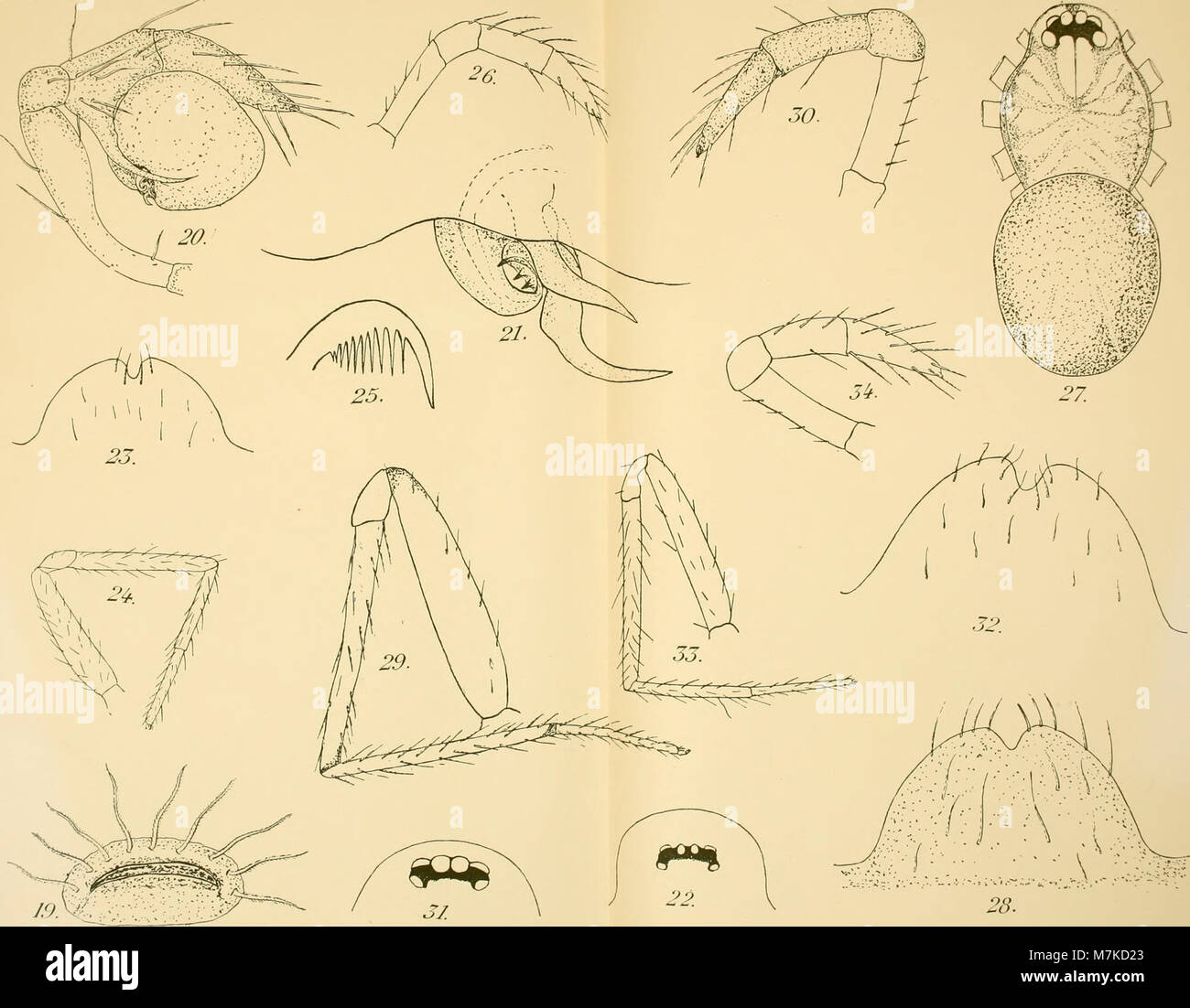 Un numero del 1912 di Archives de zoologie expérimentale et générale, che pubblica studi francesi sull'anatomia zoologica, la fisiologia comparata e la sperimentazione animale. Foto Stock